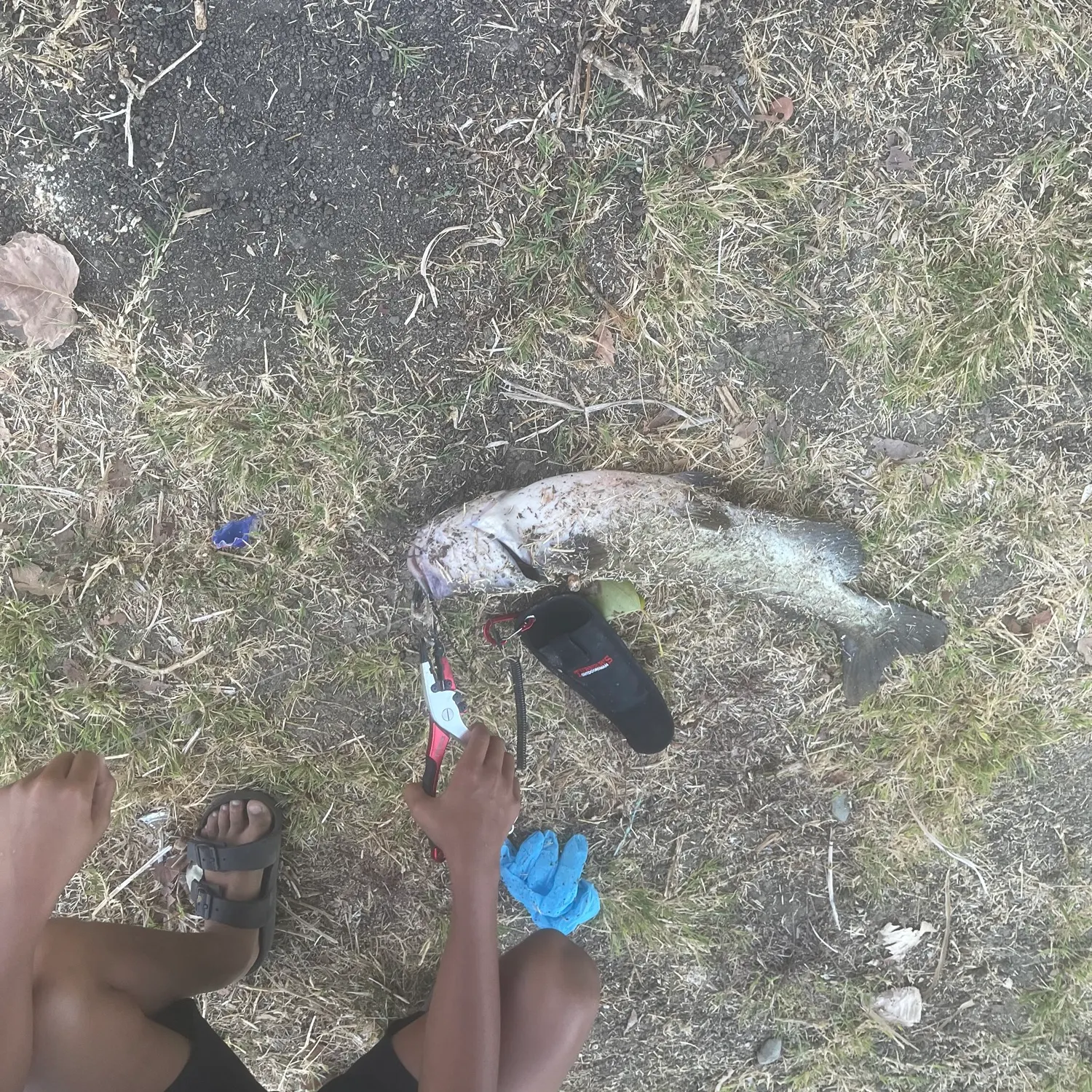 Channel catfish caught on Fishbrain