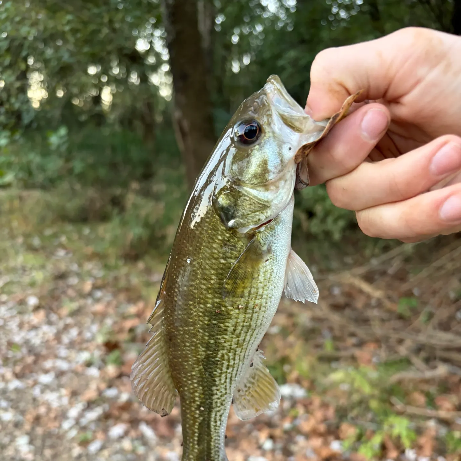 Alabama bass caught on Fishbrain