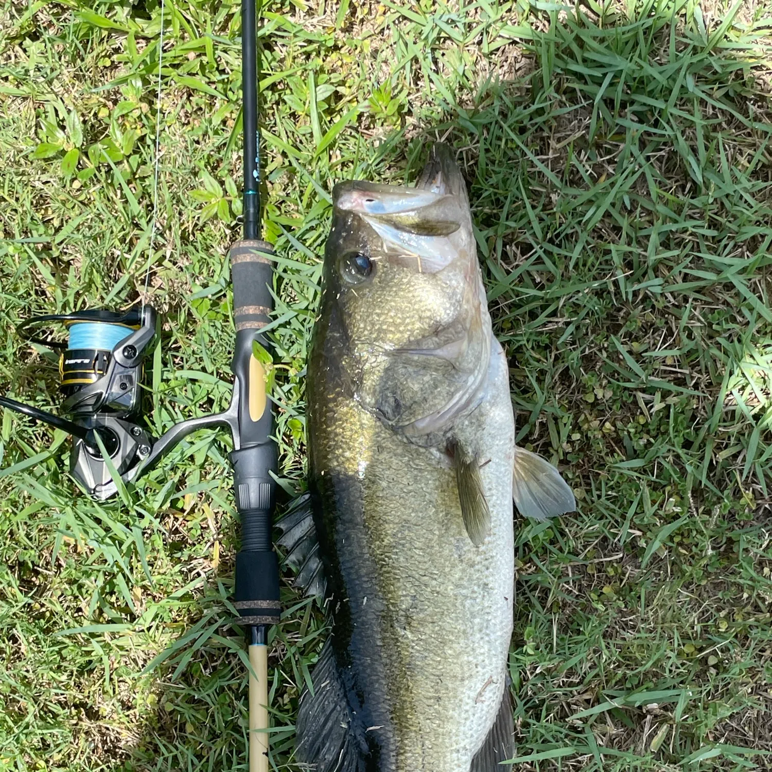 Fish caught on Fishbrain