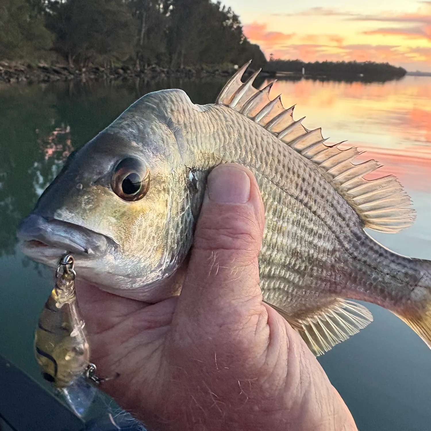 The most recent Surf bream catches on Fishbrain
