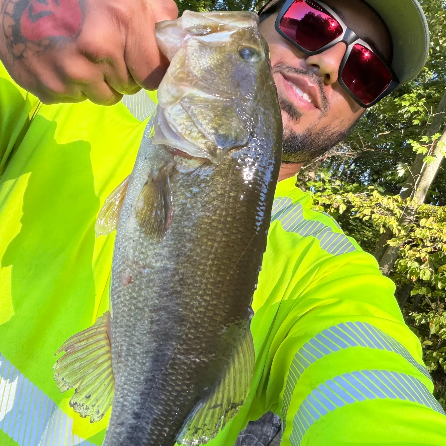 Largemouth bass caught on Fishbrain