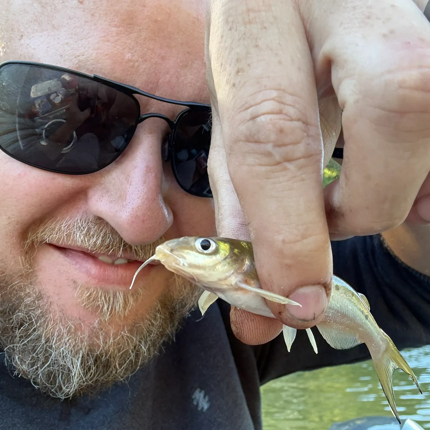 Channel catfish caught on Fishbrain