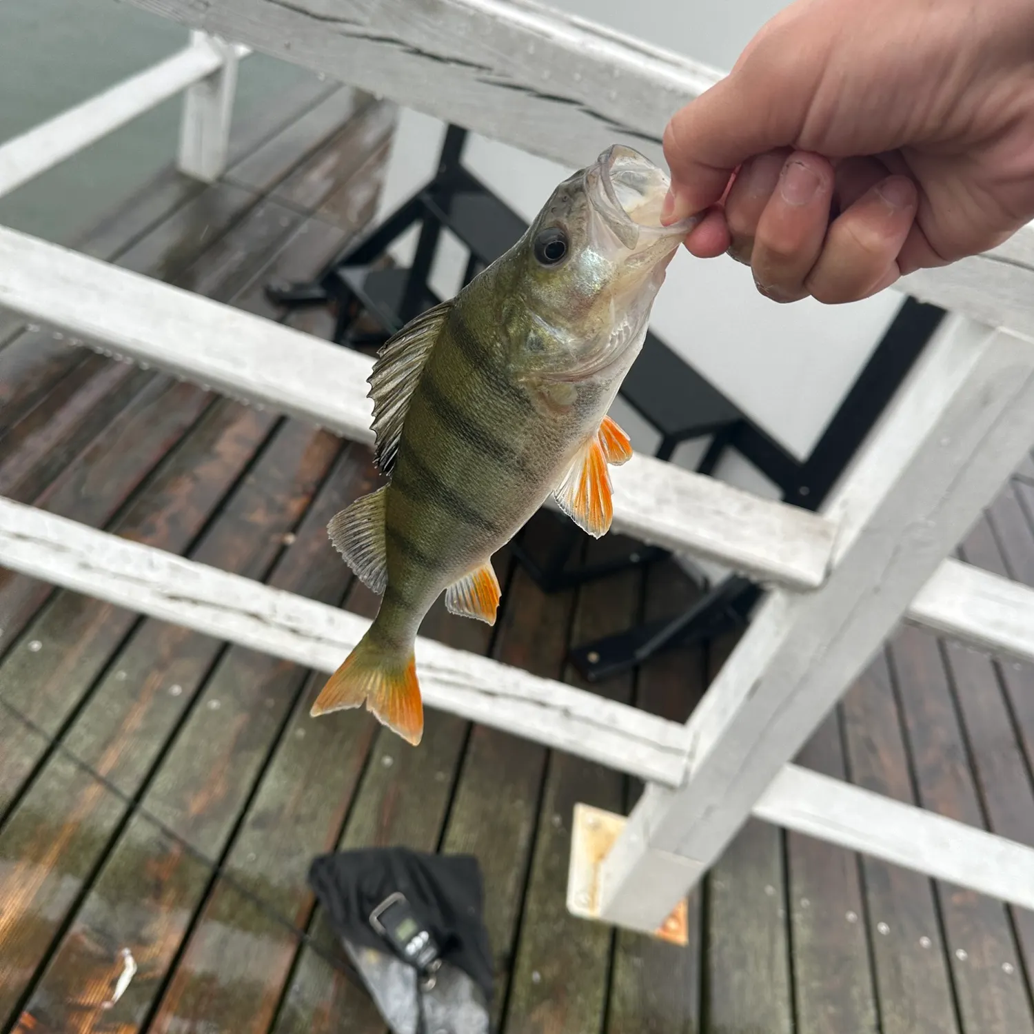 European perch caught on Fishbrain
