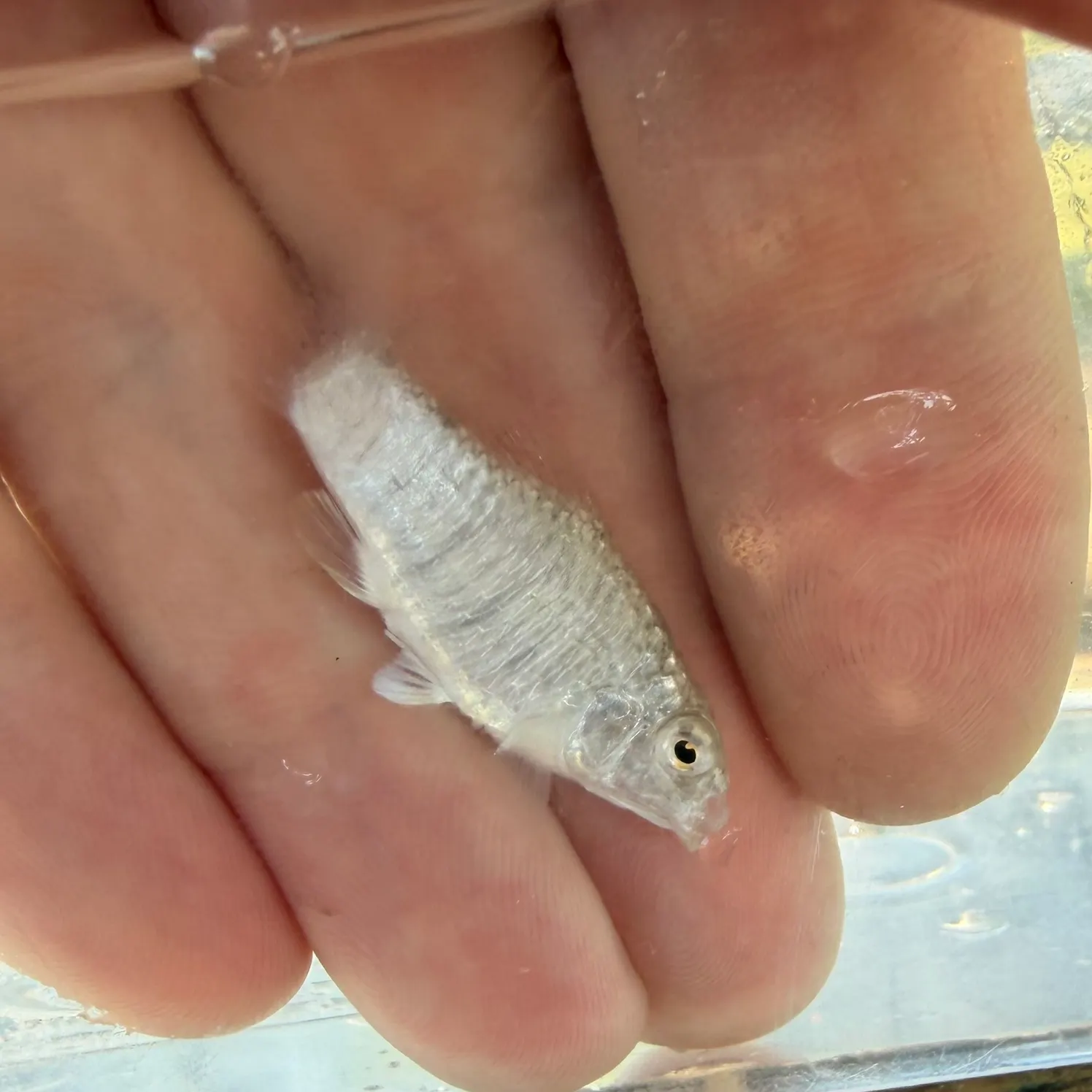 The most recent Goldspotted killifish catches on Fishbrain