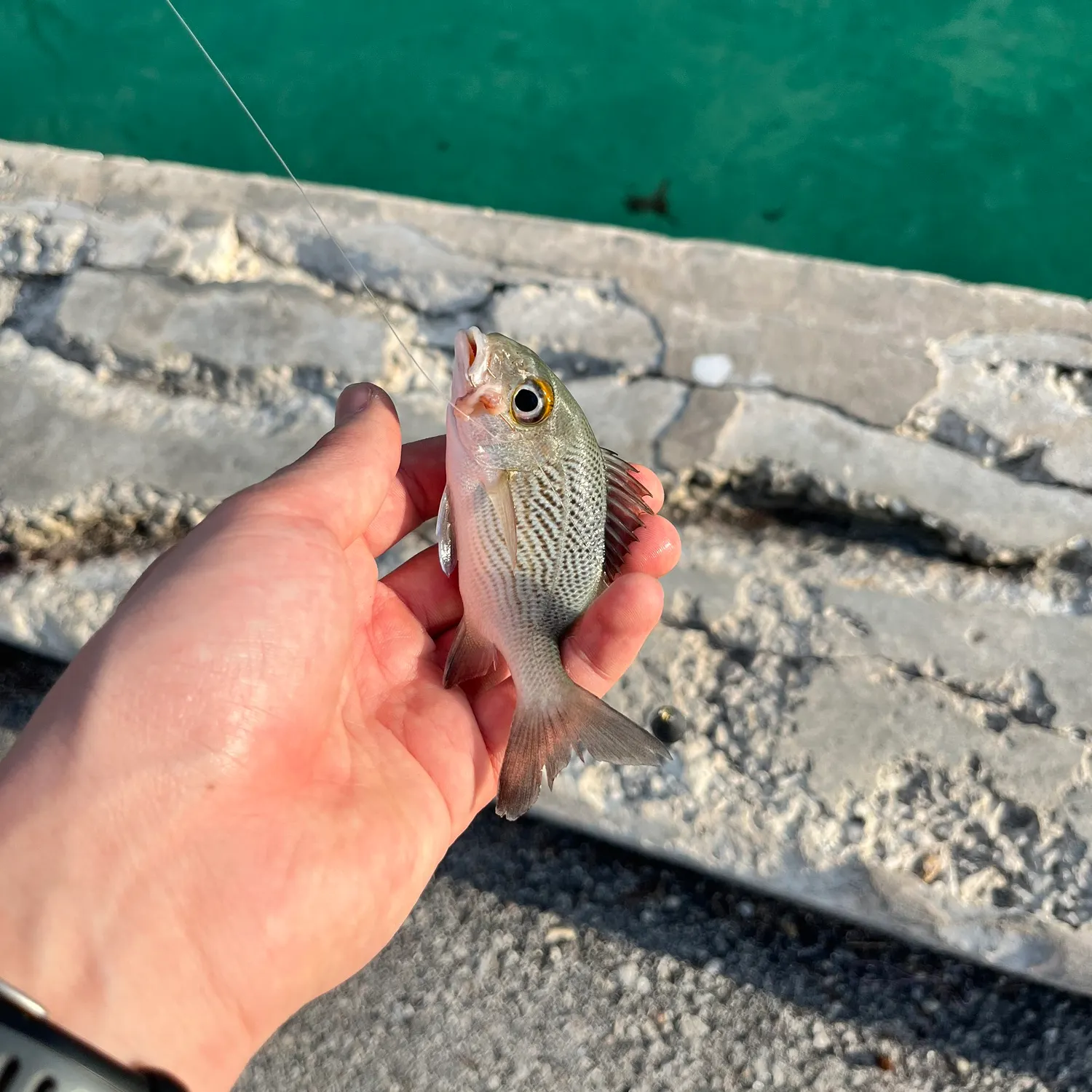 The most recent Sailor's choice grunt catches on Fishbrain