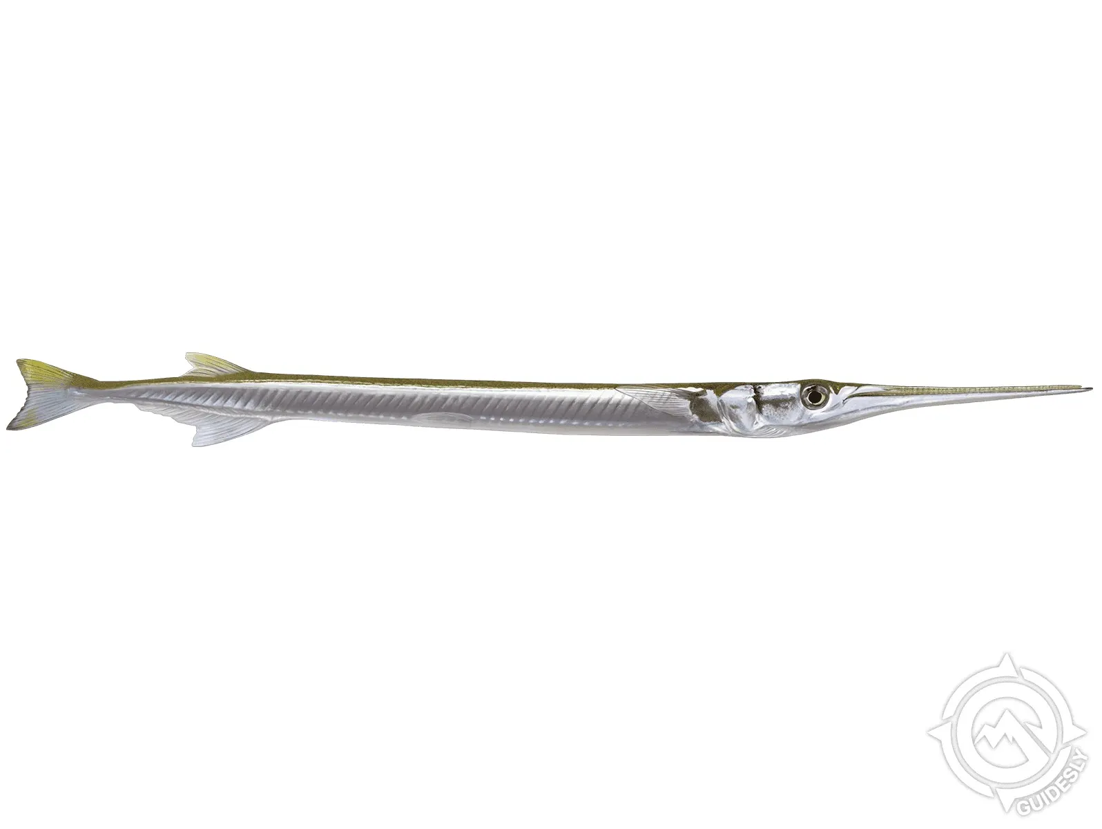 Baitfish