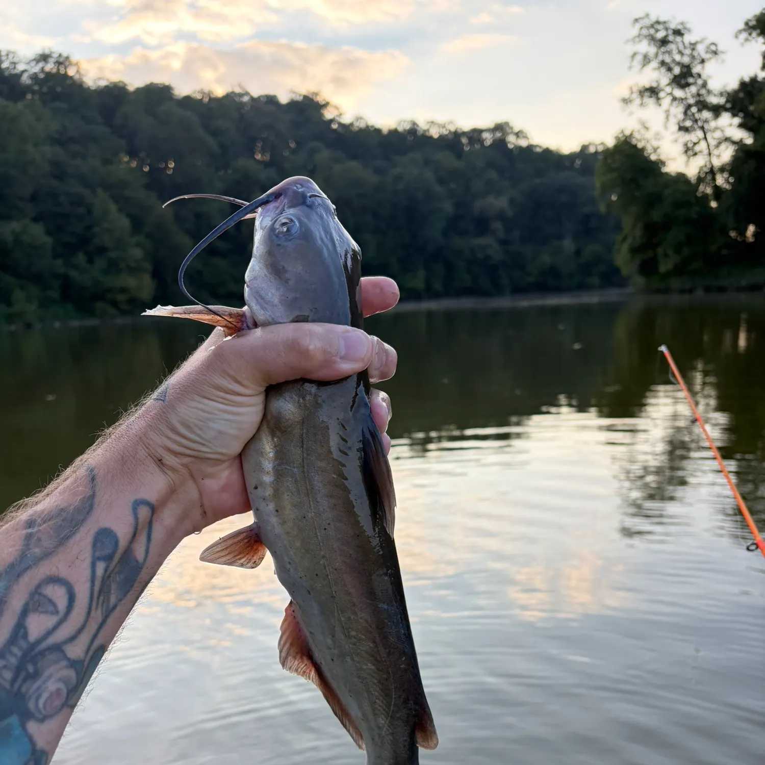 Channel catfish caught on Fishbrain