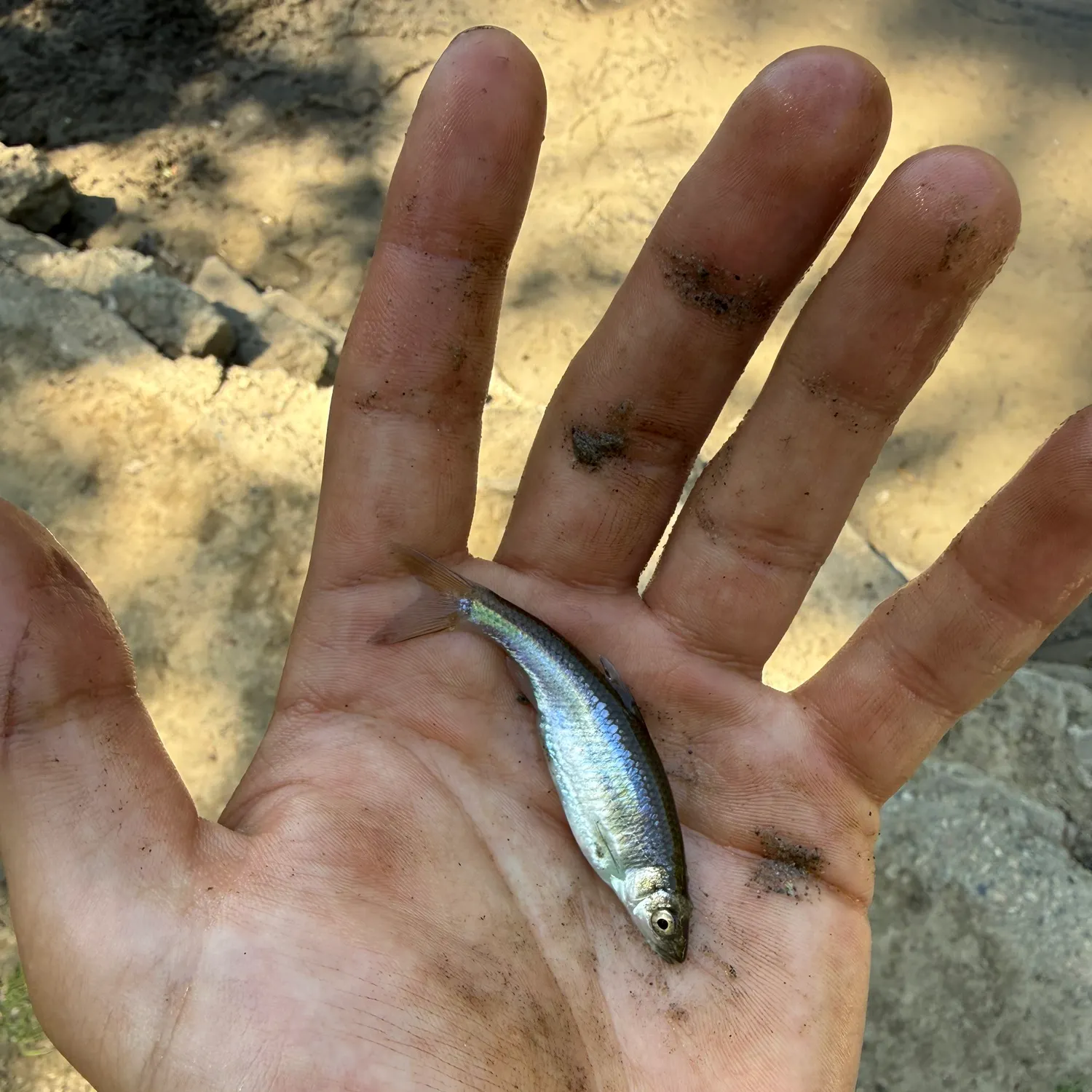 The most recent Sand shiner catches on Fishbrain