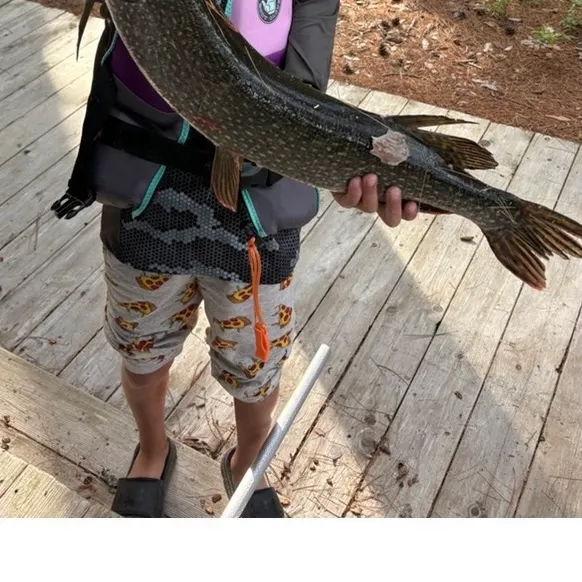 The most recent Northern pike catches on Fishbrain