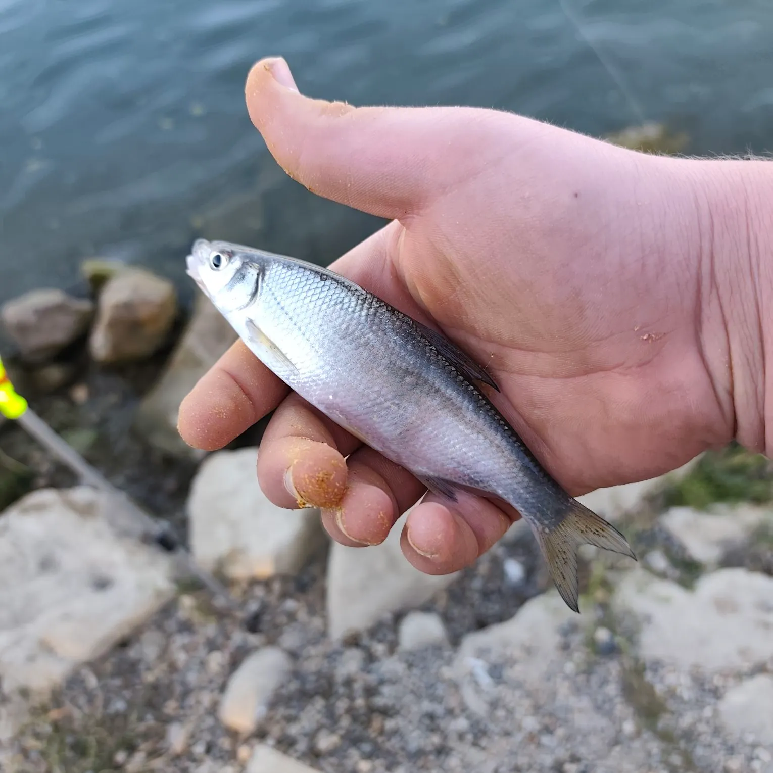 The most recent Vimba bream catches on Fishbrain