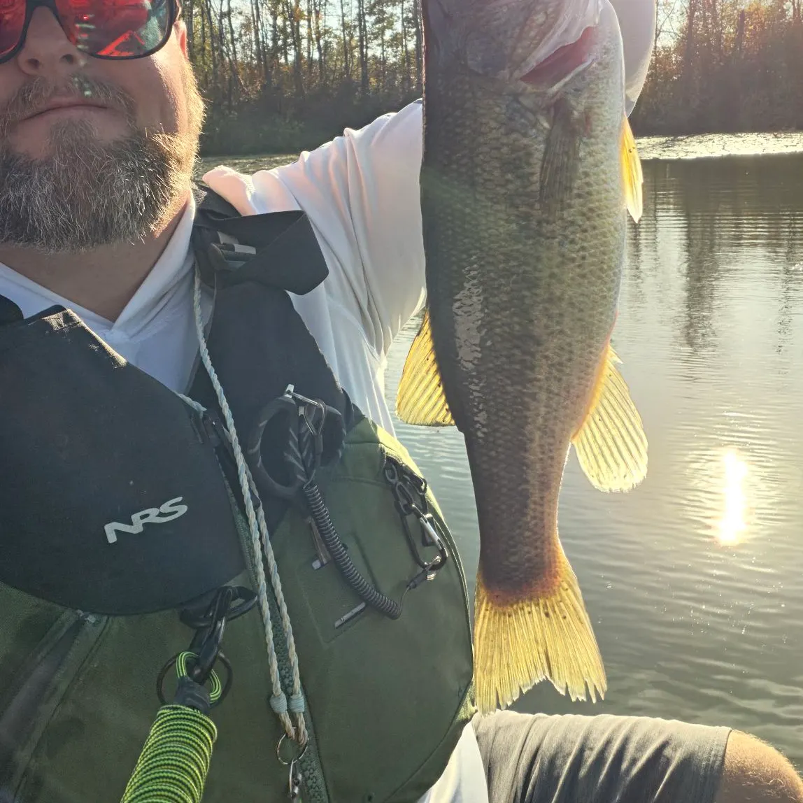 Largemouth bass caught on Fishbrain