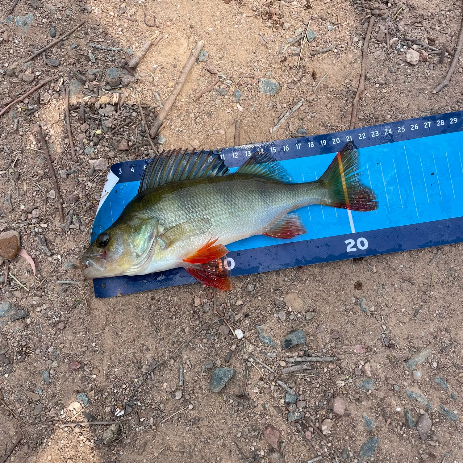 The most recent European perch catches on Fishbrain