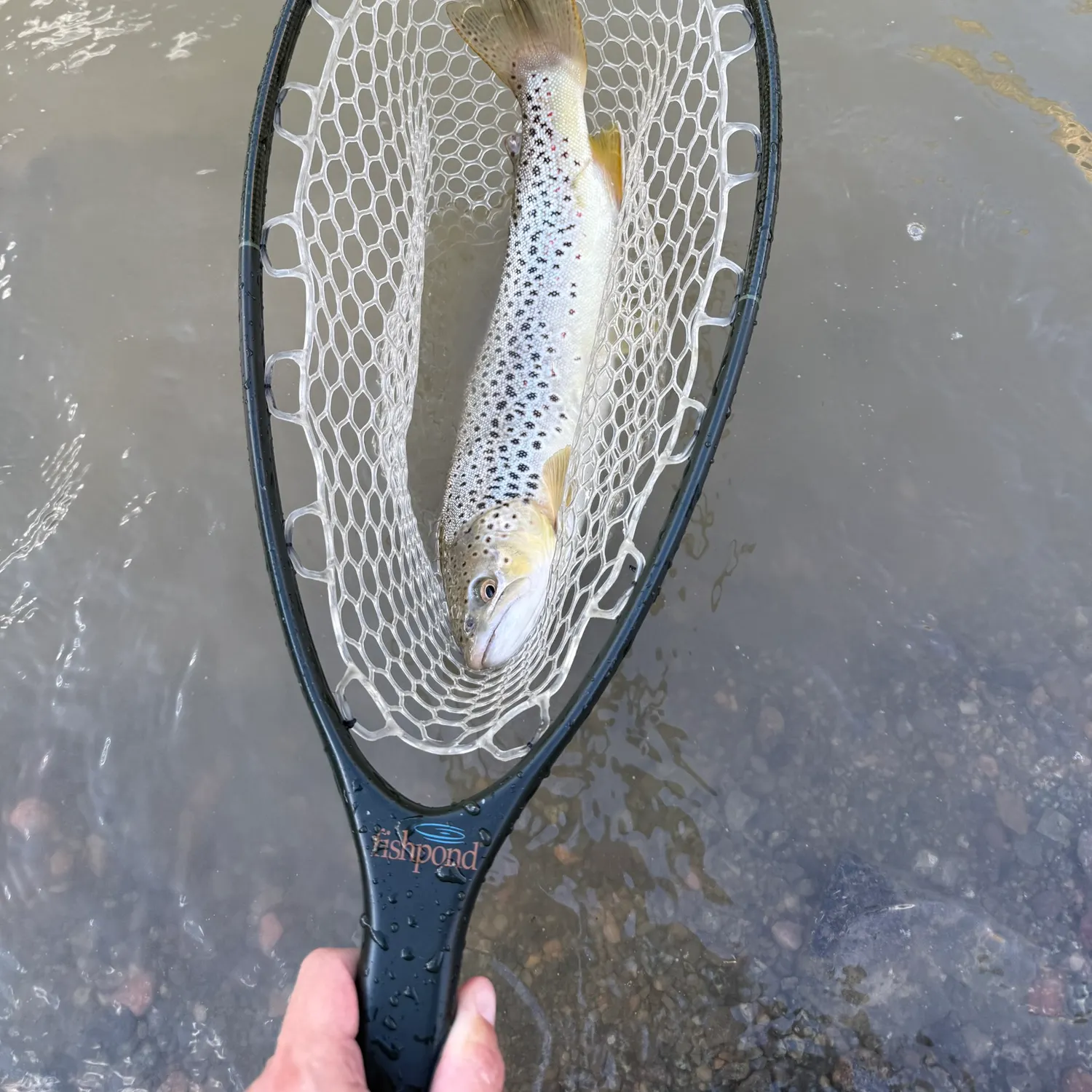 Brown trout caught on Fishbrain