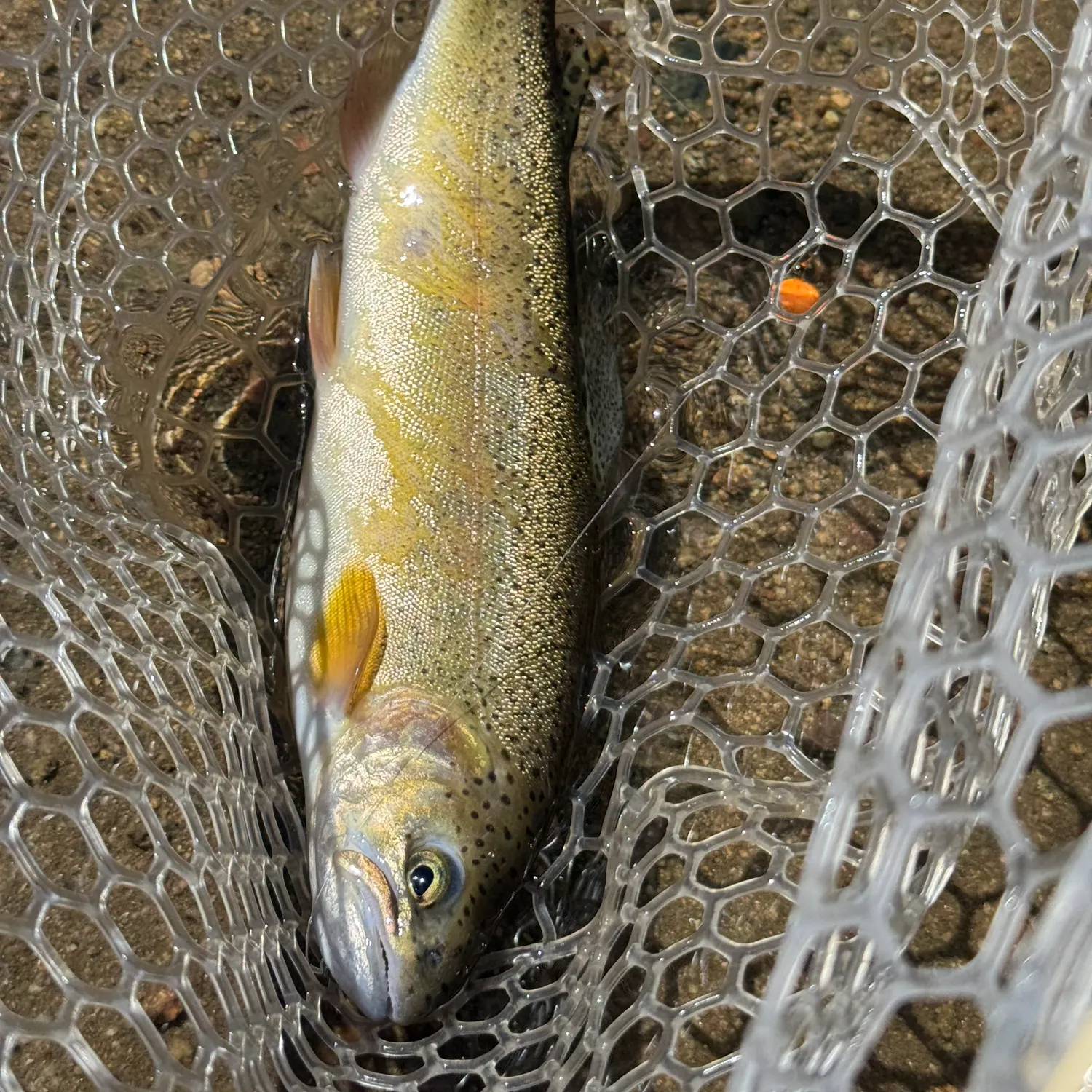 The most recent Gila trout catches on Fishbrain