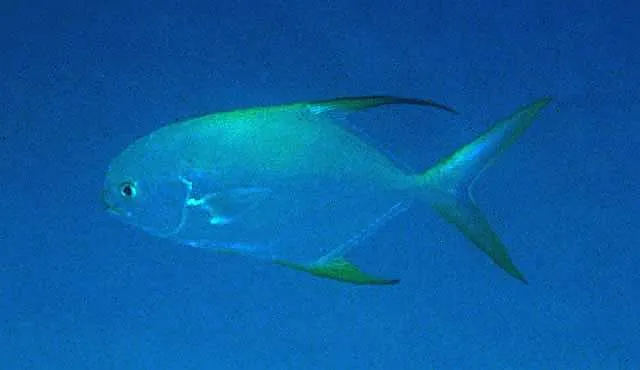 Snubnose pompano