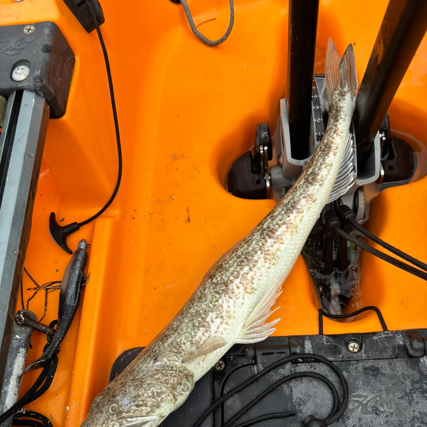 The most recent Inshore lizardfish catches on Fishbrain