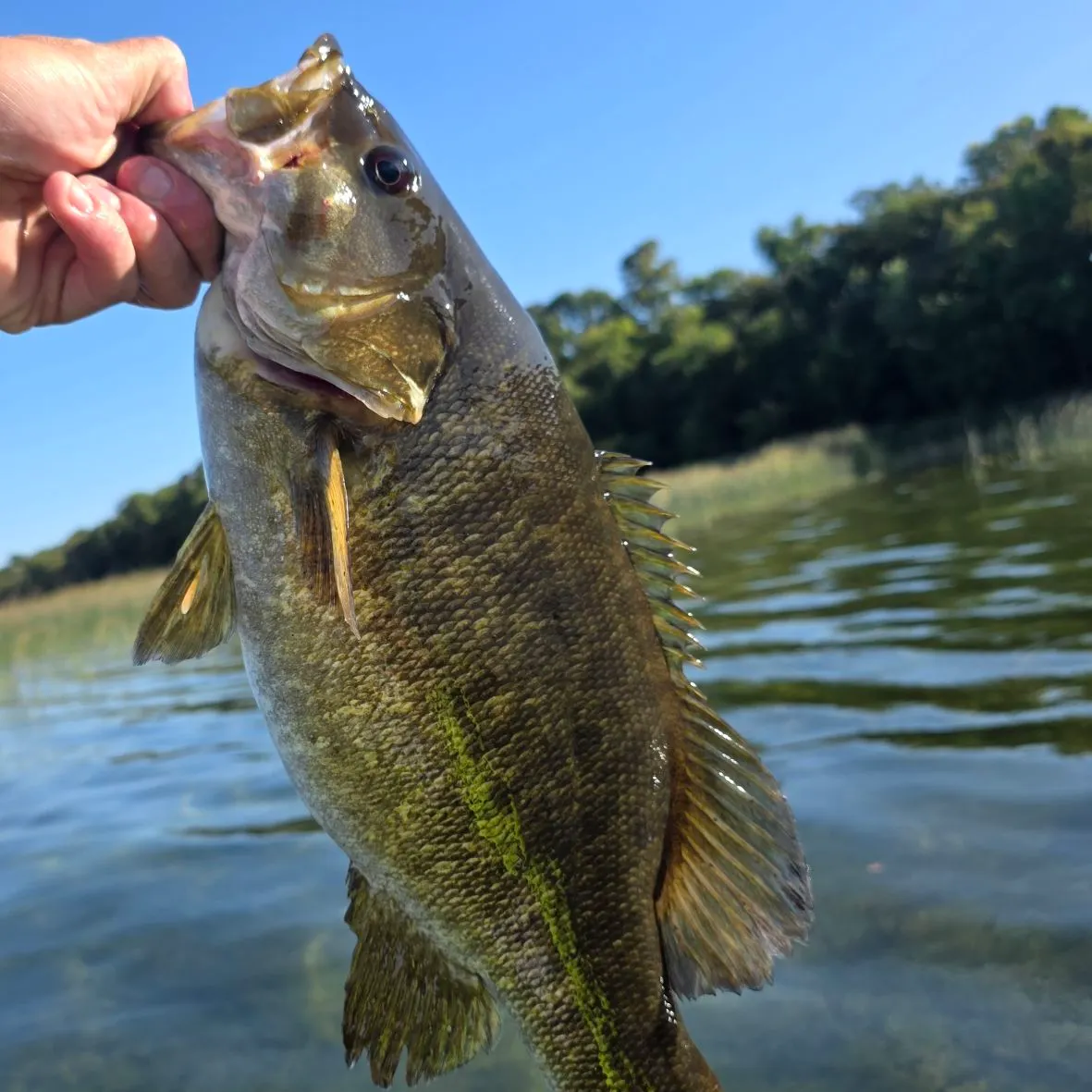 Smallmouth bass caught on Fishbrain