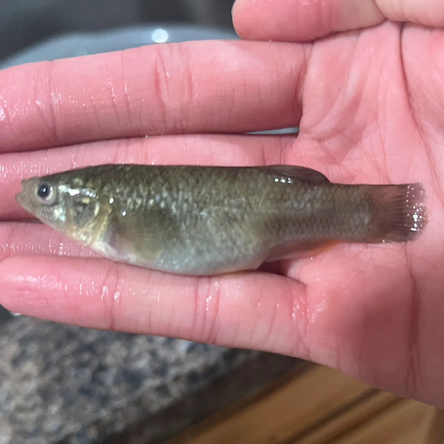The most recent Mummichog catches on Fishbrain