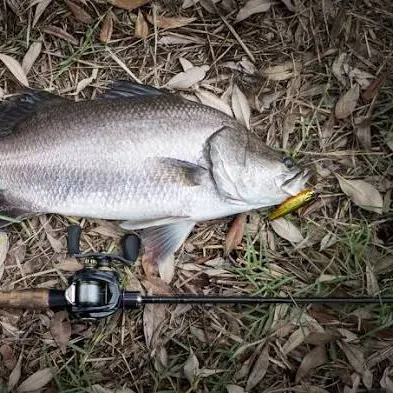 Barramundi caught on Fishbrain