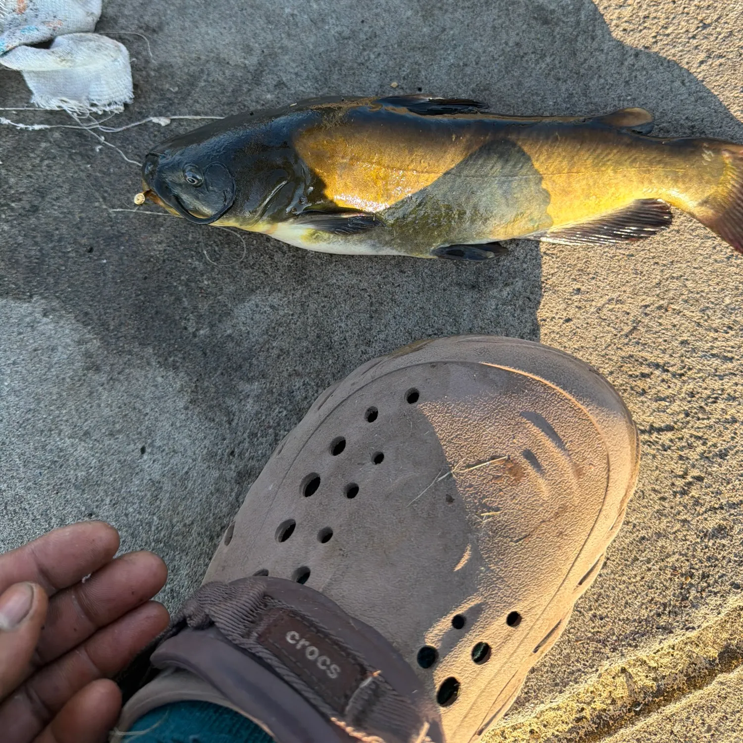 catch