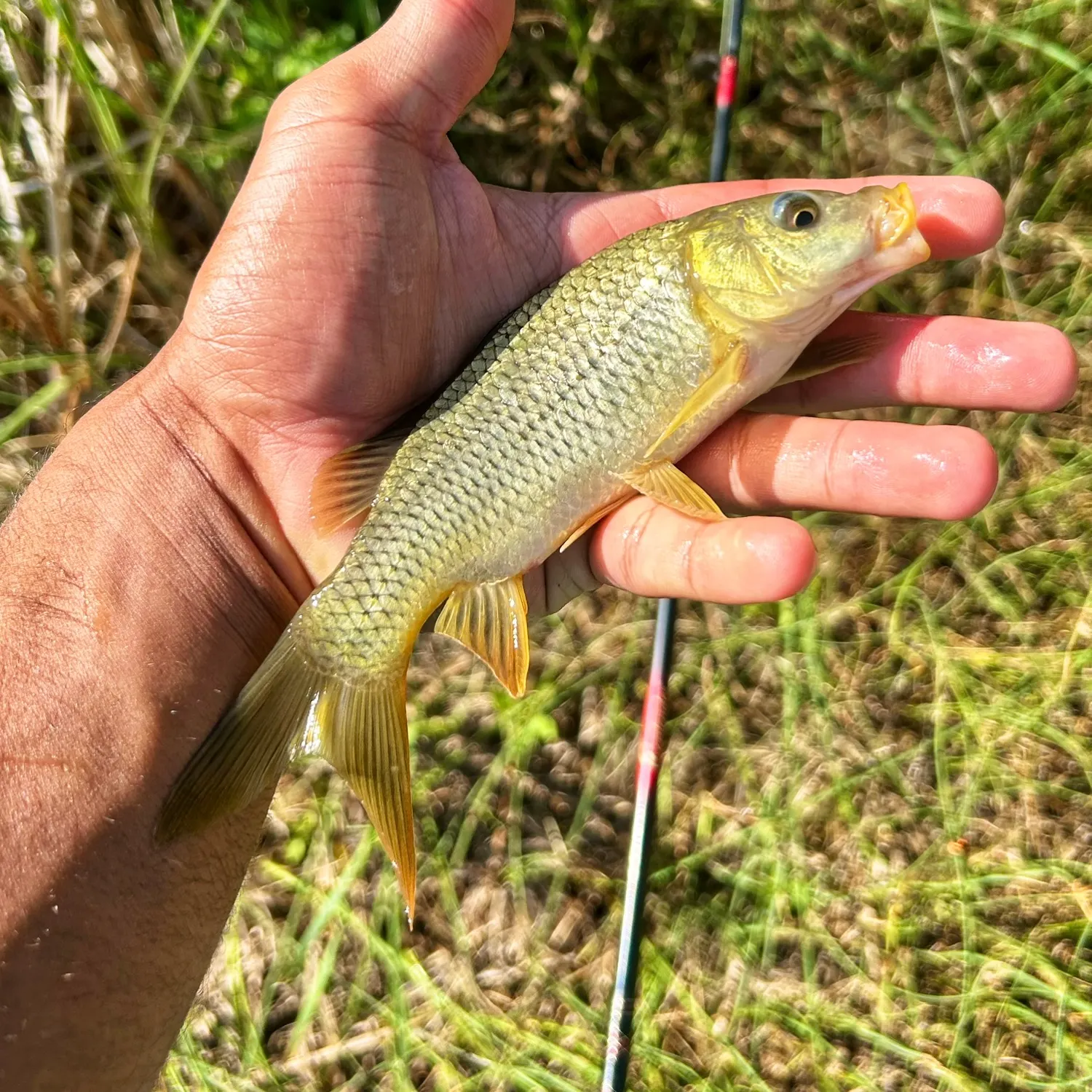 Common carp caught on Fishbrain