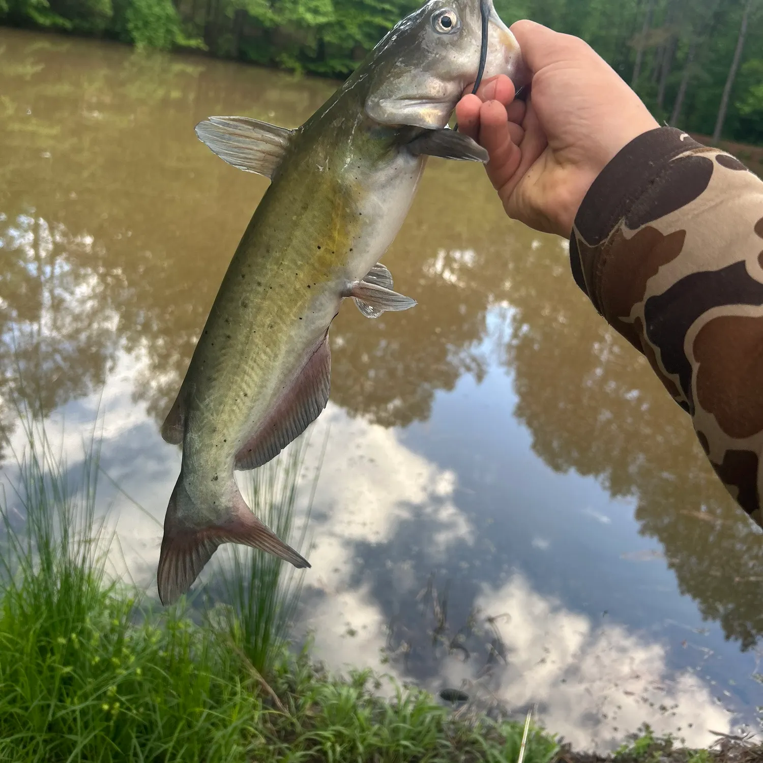 angler catch