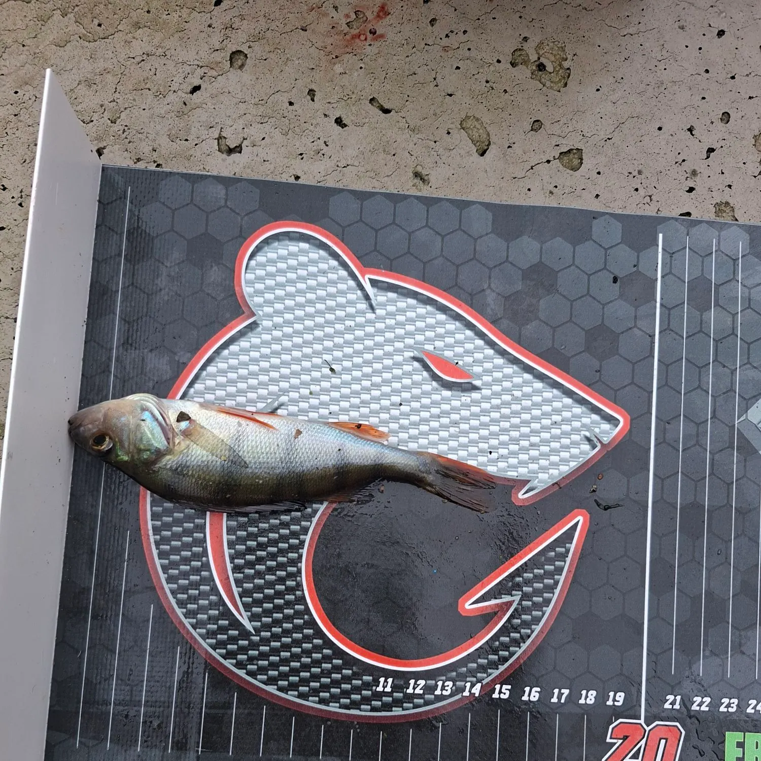 European perch caught on Fishbrain