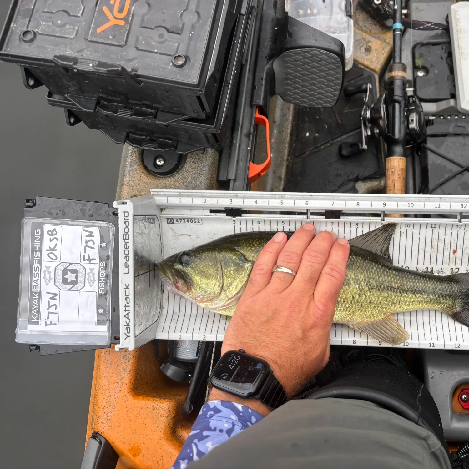 Largemouth bass caught on Fishbrain