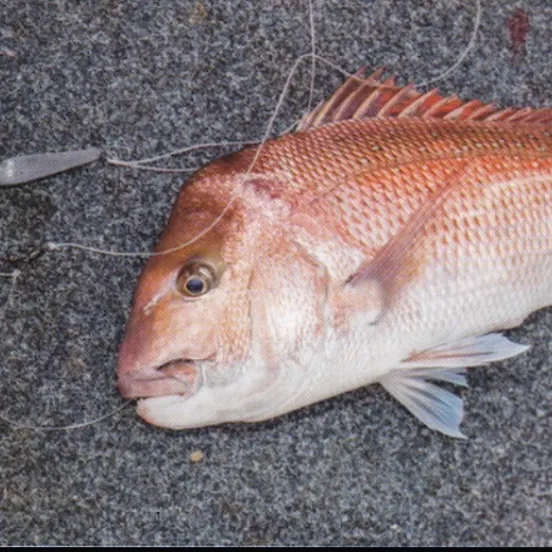 Australasian snapper caught on Fishbrain