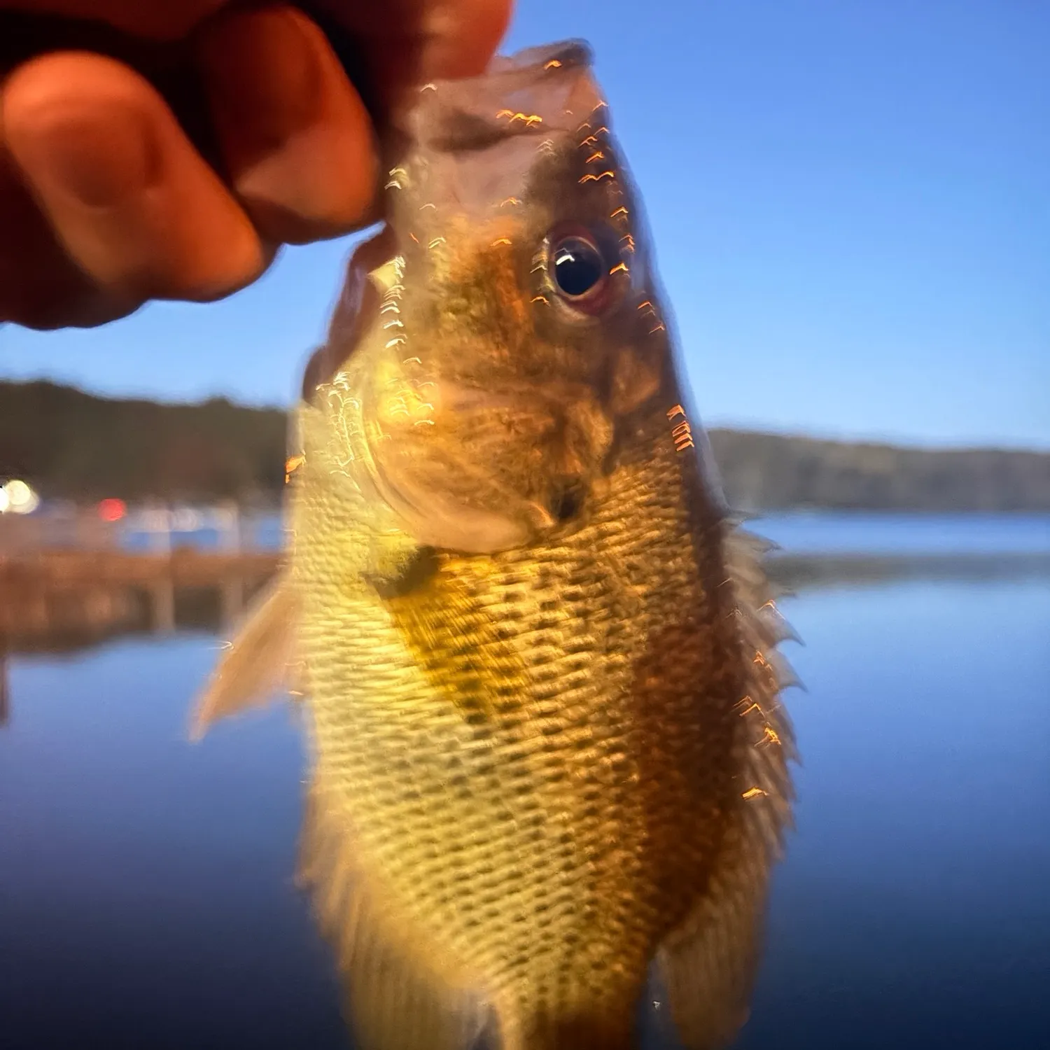 Rock bass caught on Fishbrain
