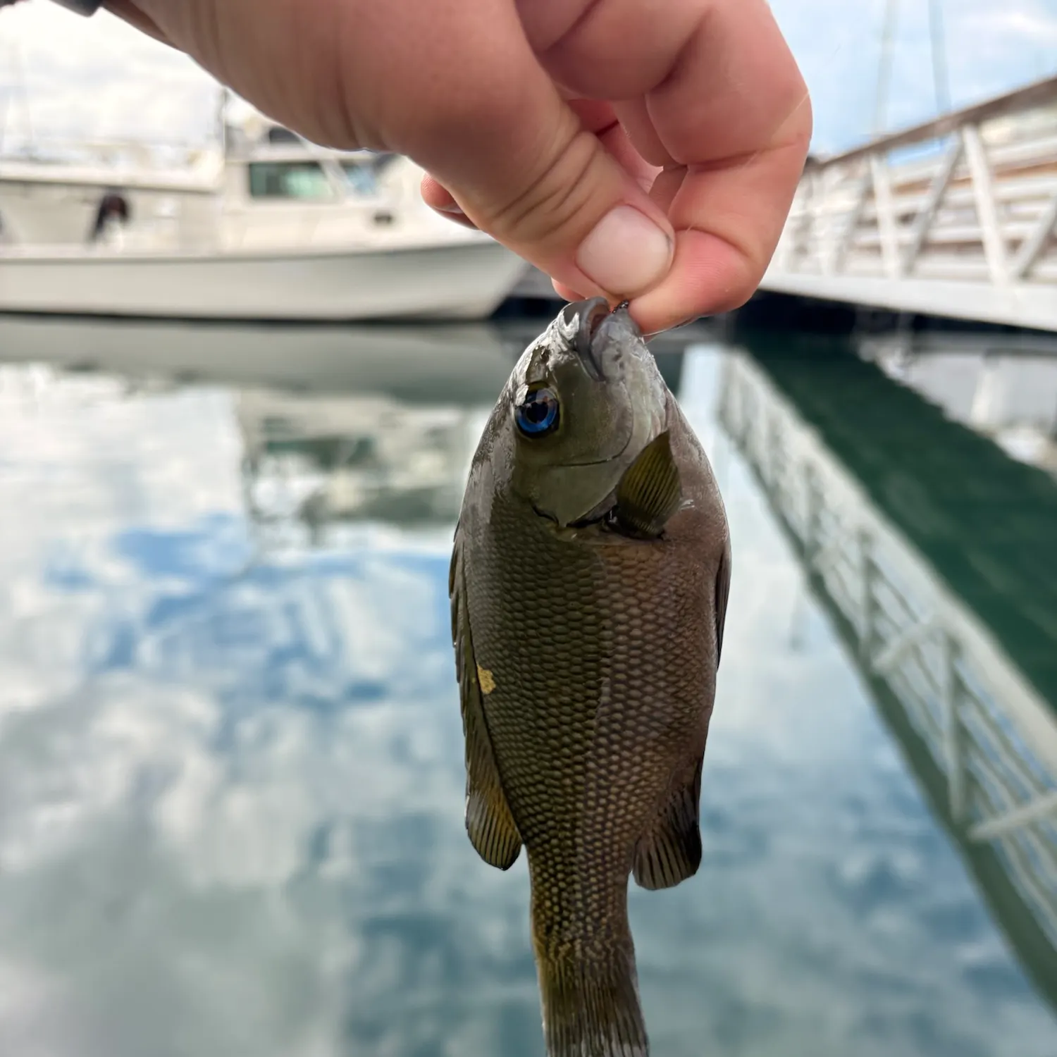 Opaleye caught on Fishbrain