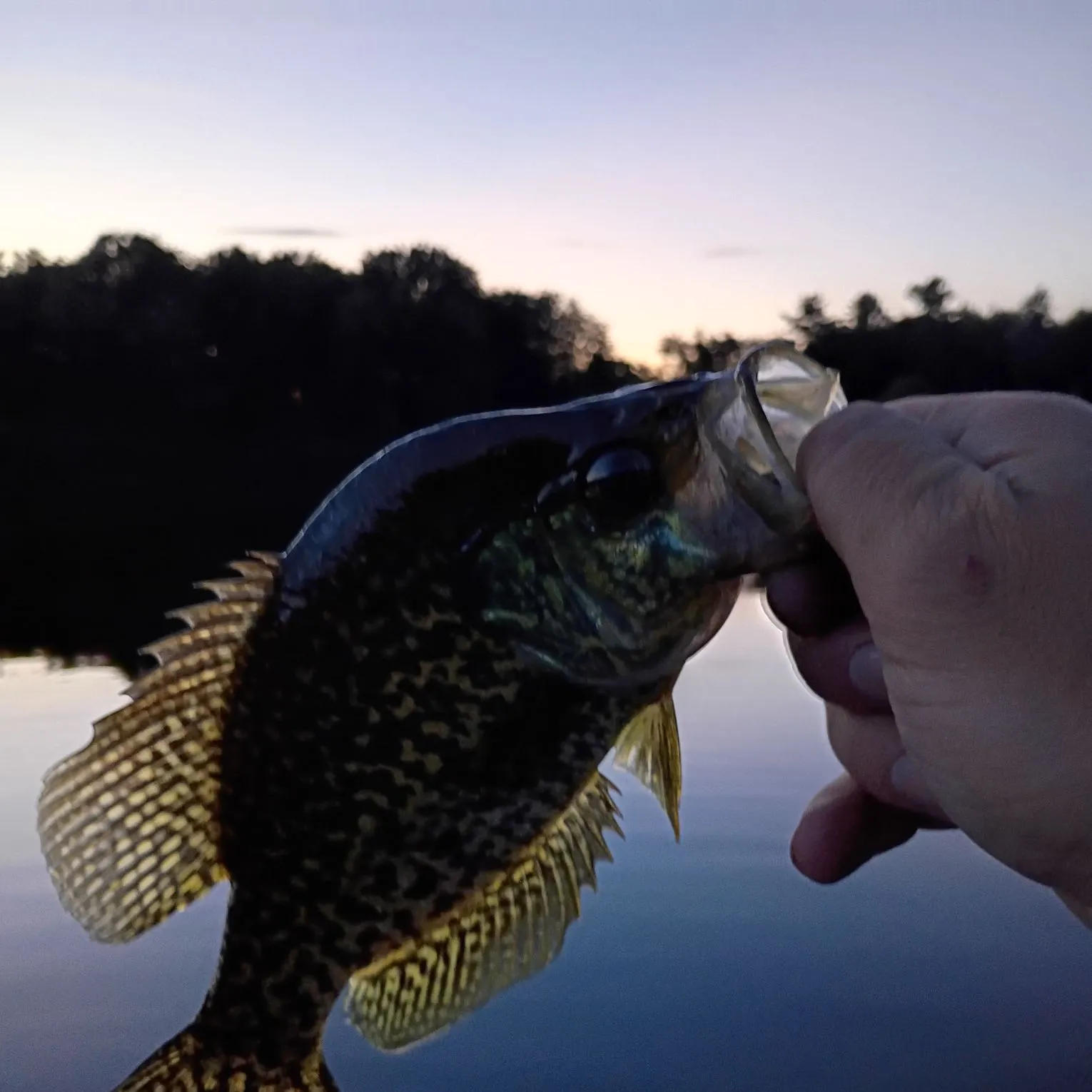 Black crappie caught on Fishbrain