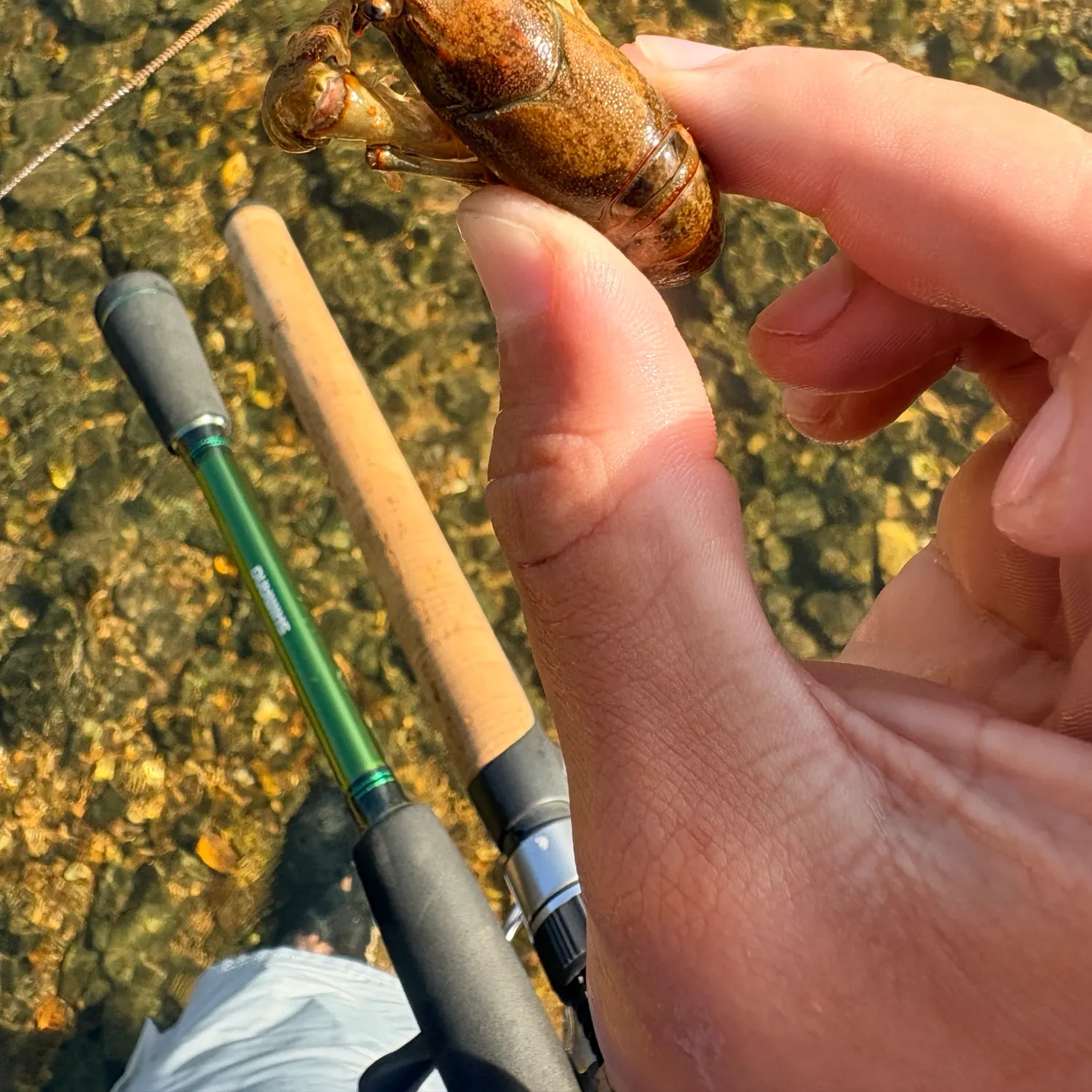 Signal crayfish caught on Fishbrain
