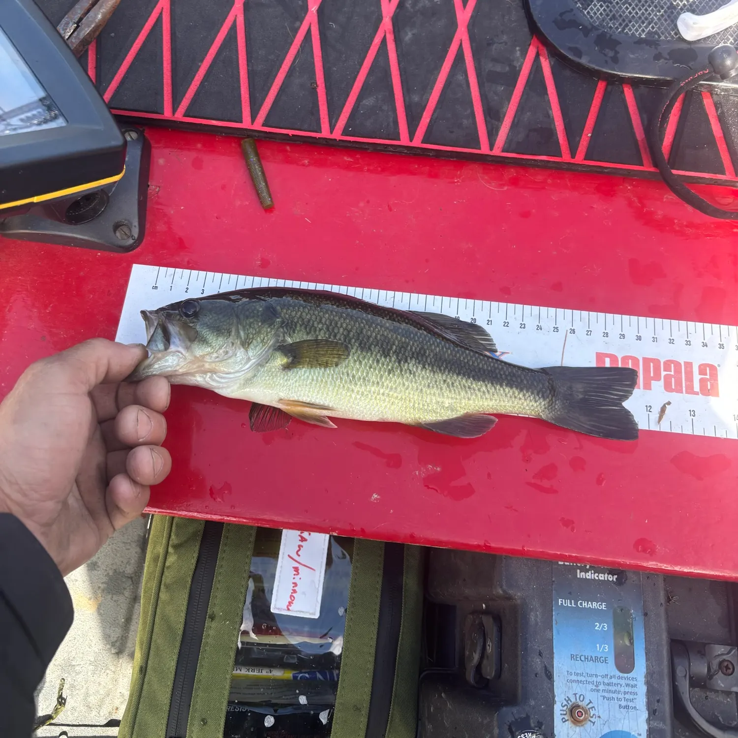 Largemouth bass caught on Fishbrain