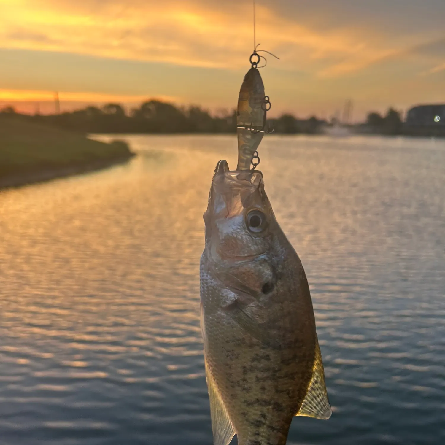 White crappie caught on Fishbrain