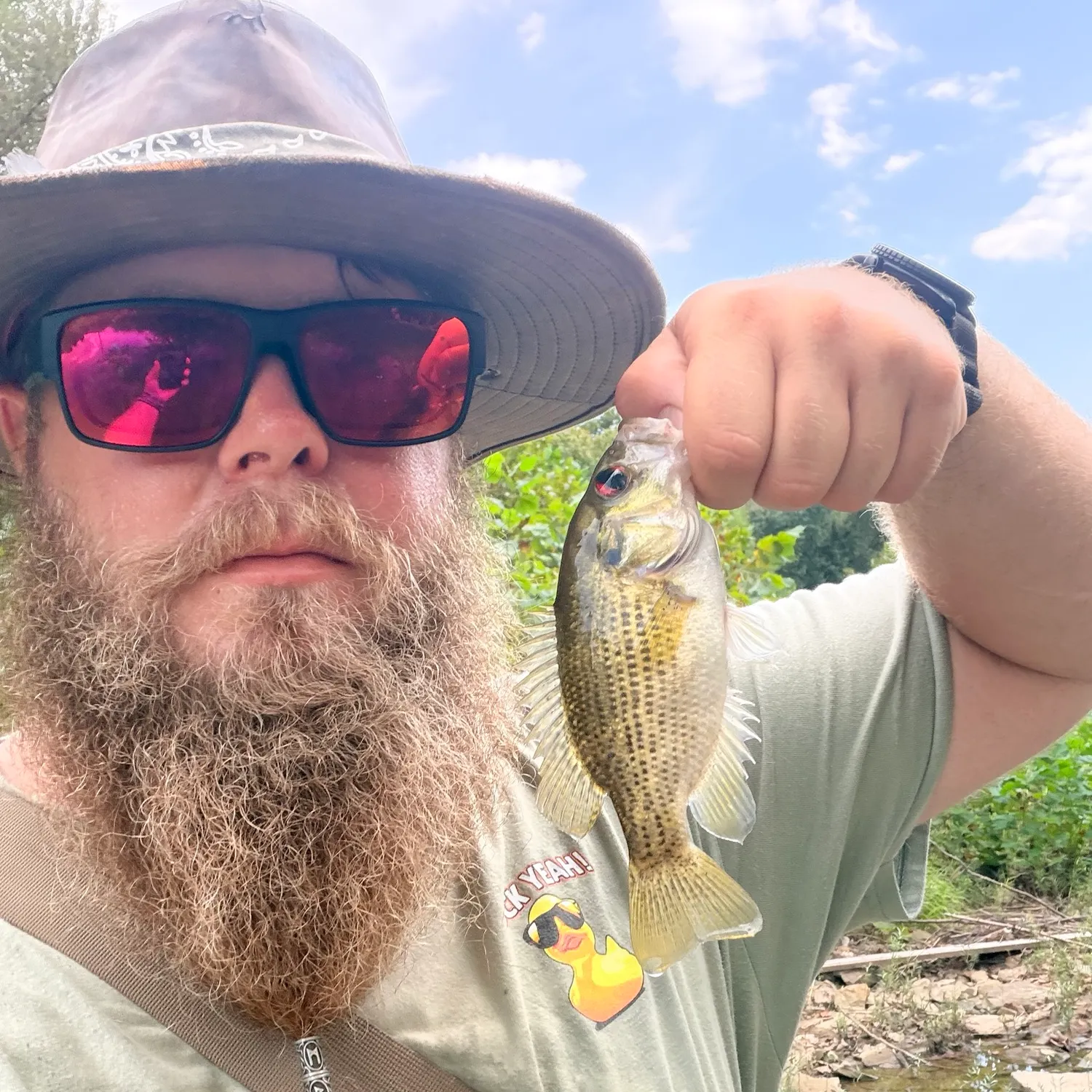 Rock bass caught on Fishbrain