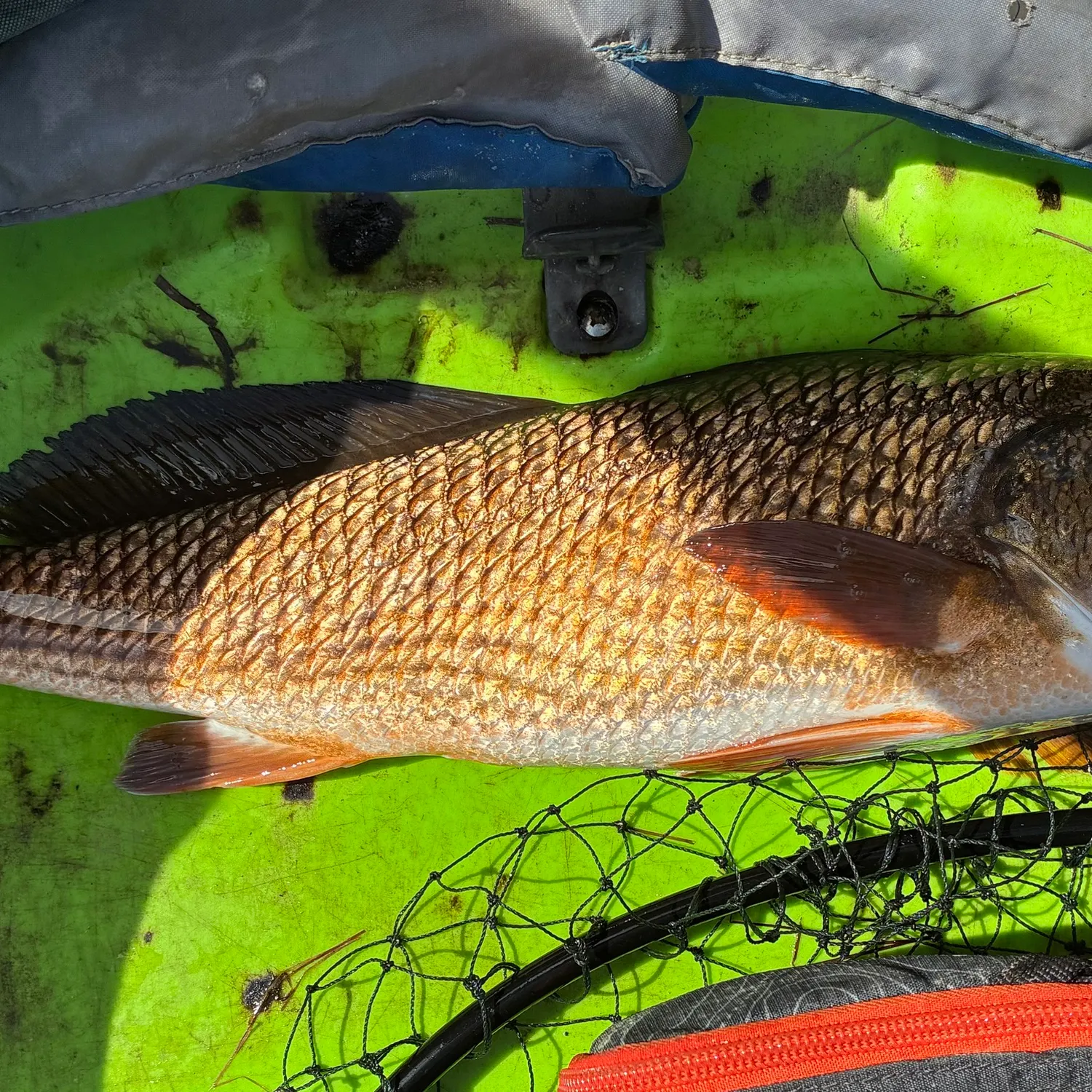 Red drum caught on Fishbrain