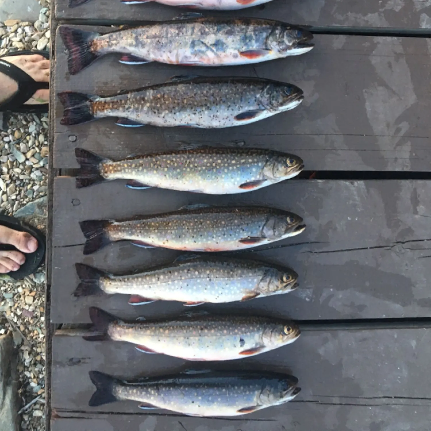 recently logged catches