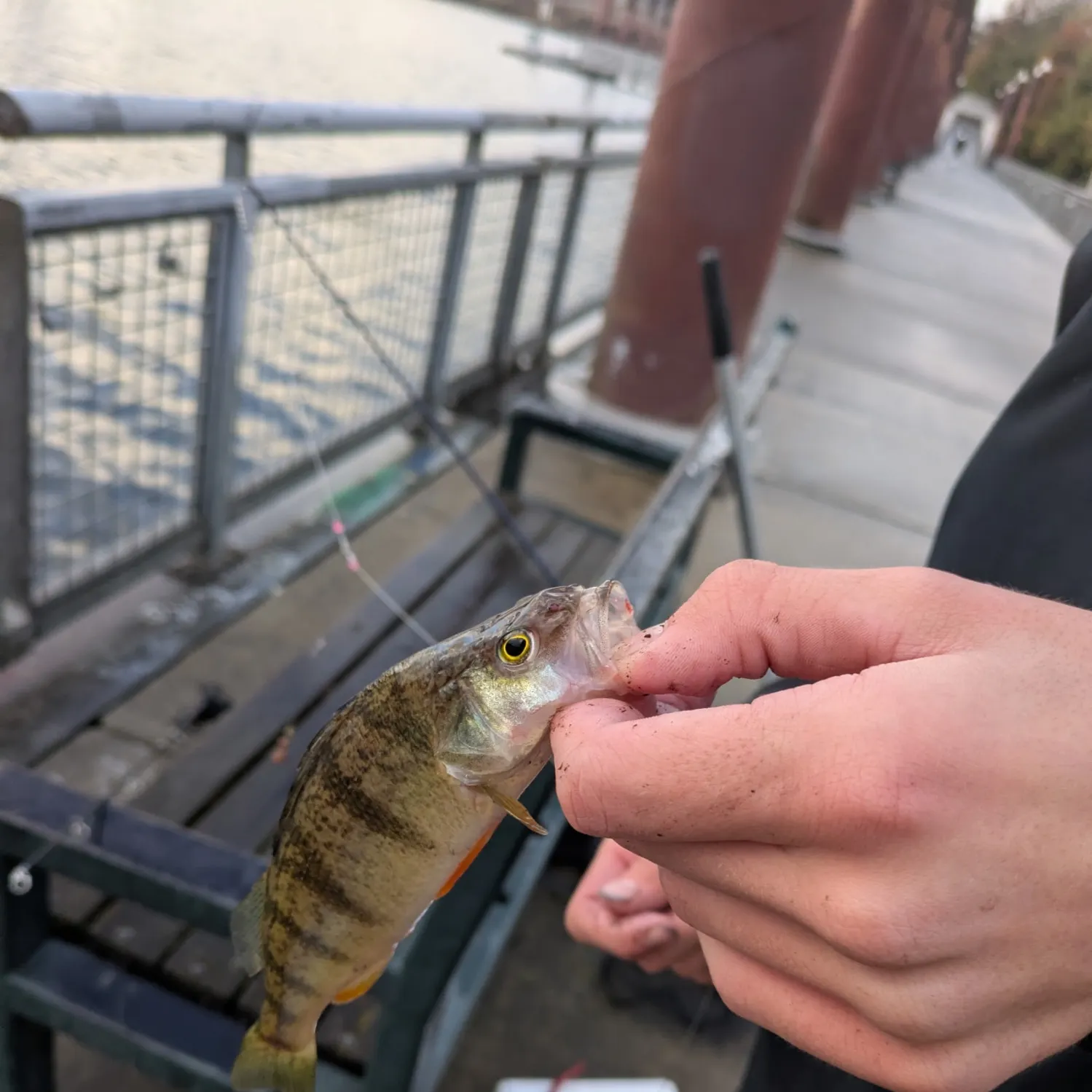catch