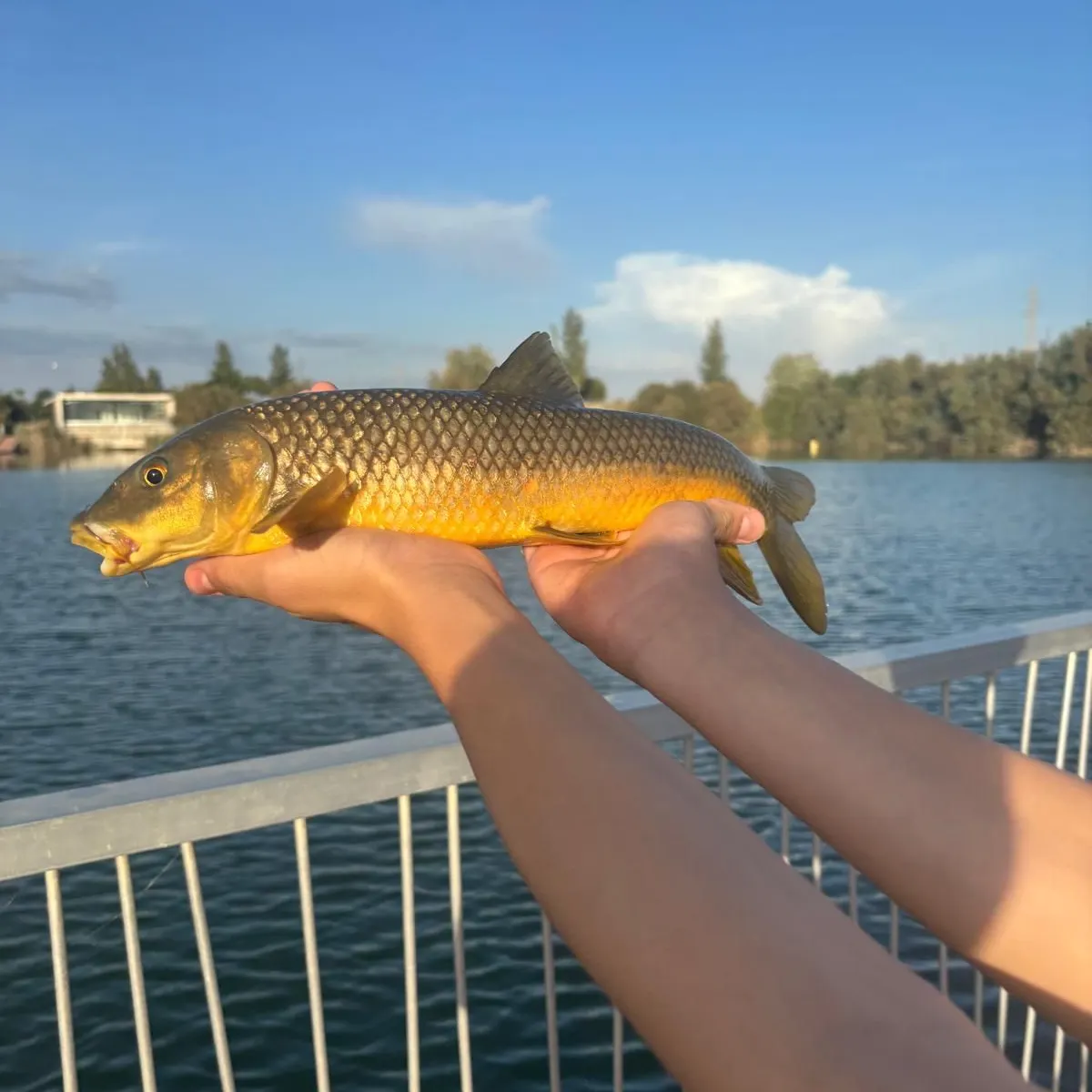 Common barbel caught on Fishbrain