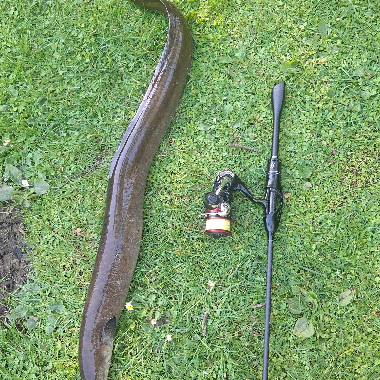 The most recent New Zealand longfin eel catches on Fishbrain