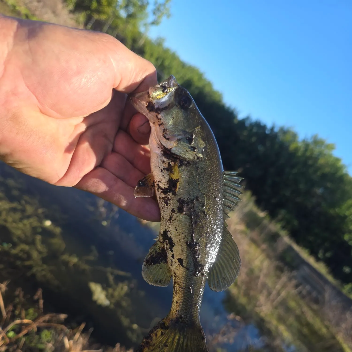 The most recent Largemouth bass catches on Fishbrain