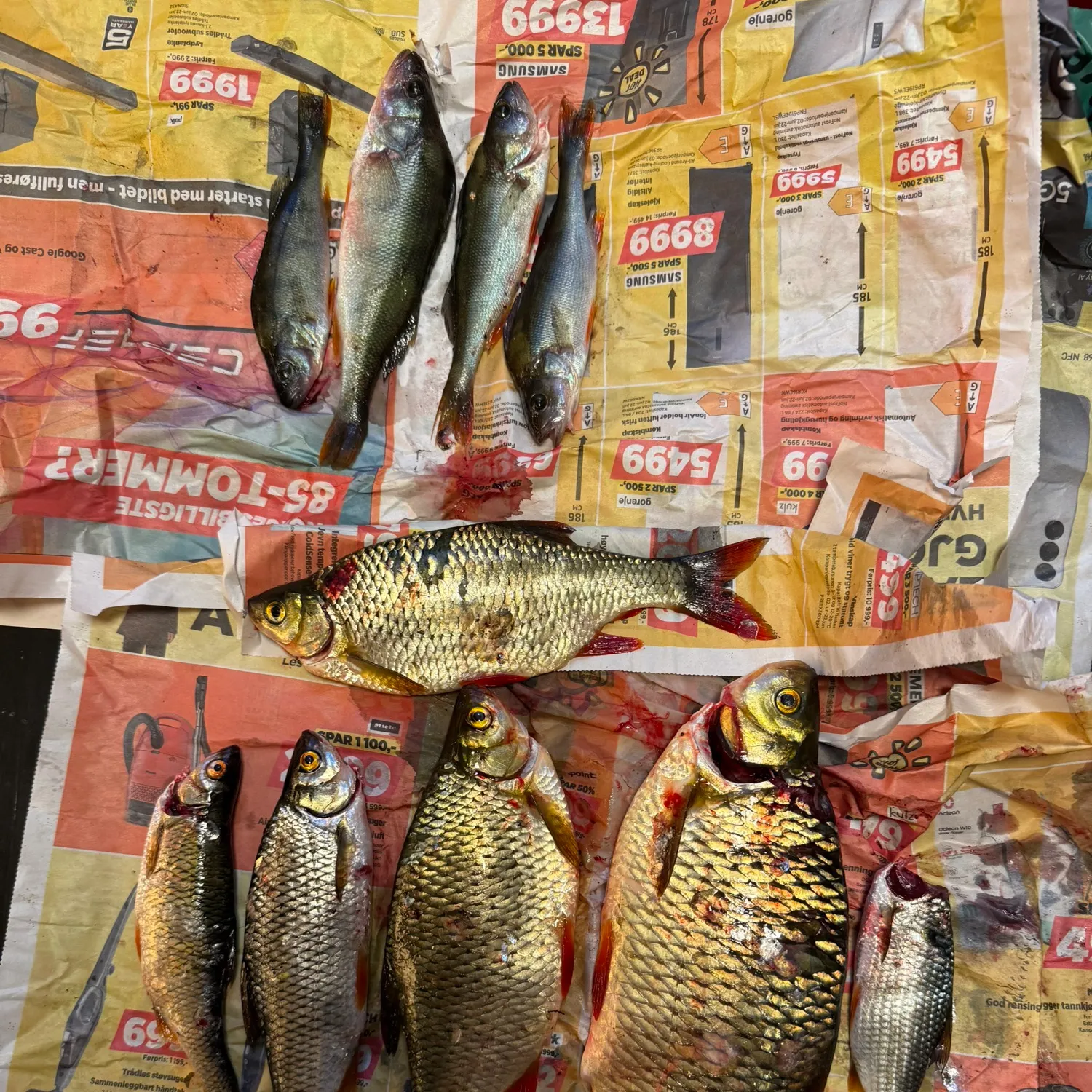 recently logged catches