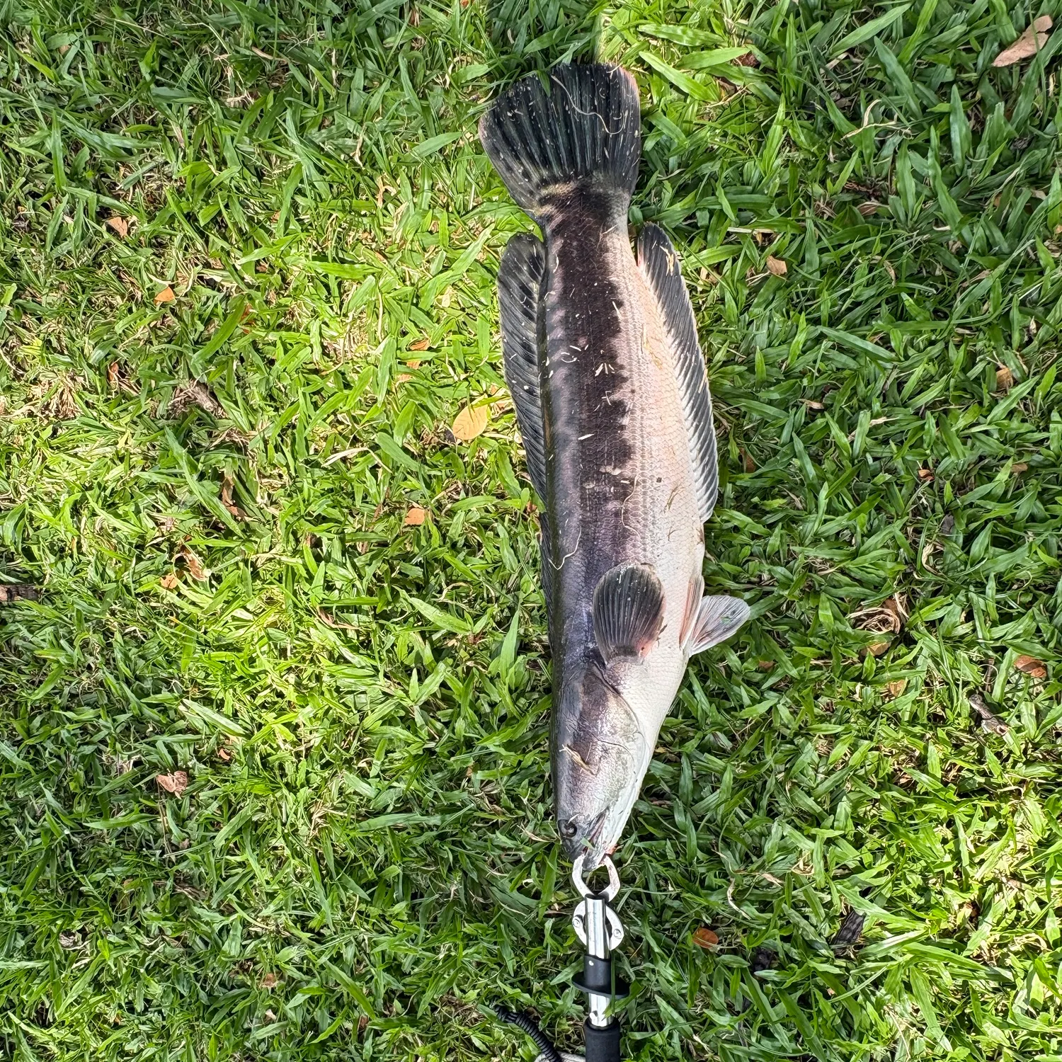 The most recent Indonesian snakehead catches on Fishbrain