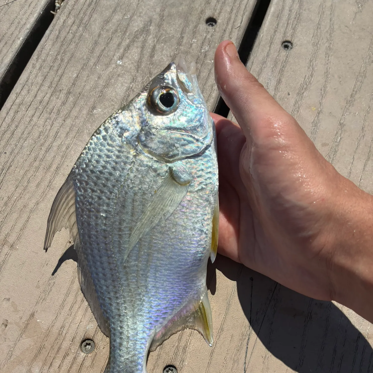 The most recent Irish mojarra catches on Fishbrain