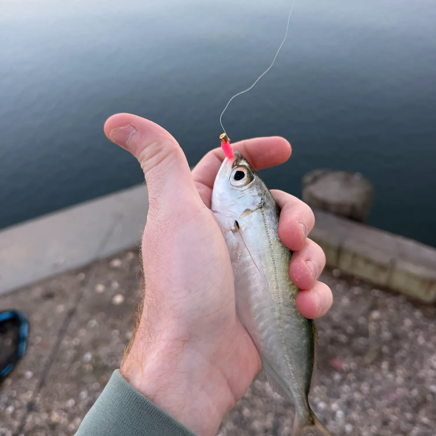 The most recent Bigeye scad catches on Fishbrain