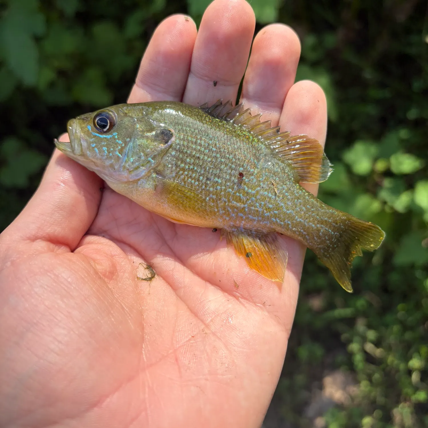 Green sunfish caught on Fishbrain