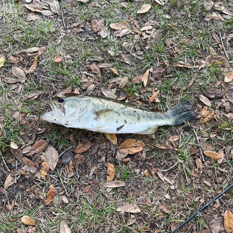 The most recent Spotted bass catches on Fishbrain