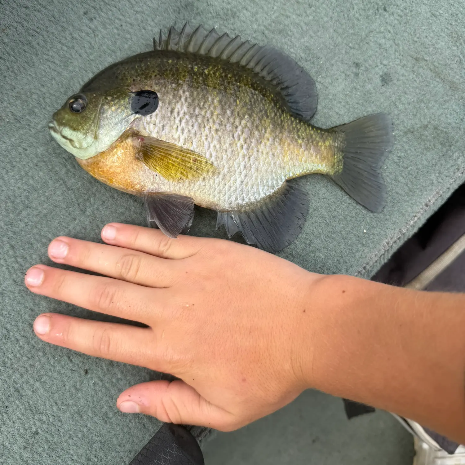 Bluegill caught on Fishbrain