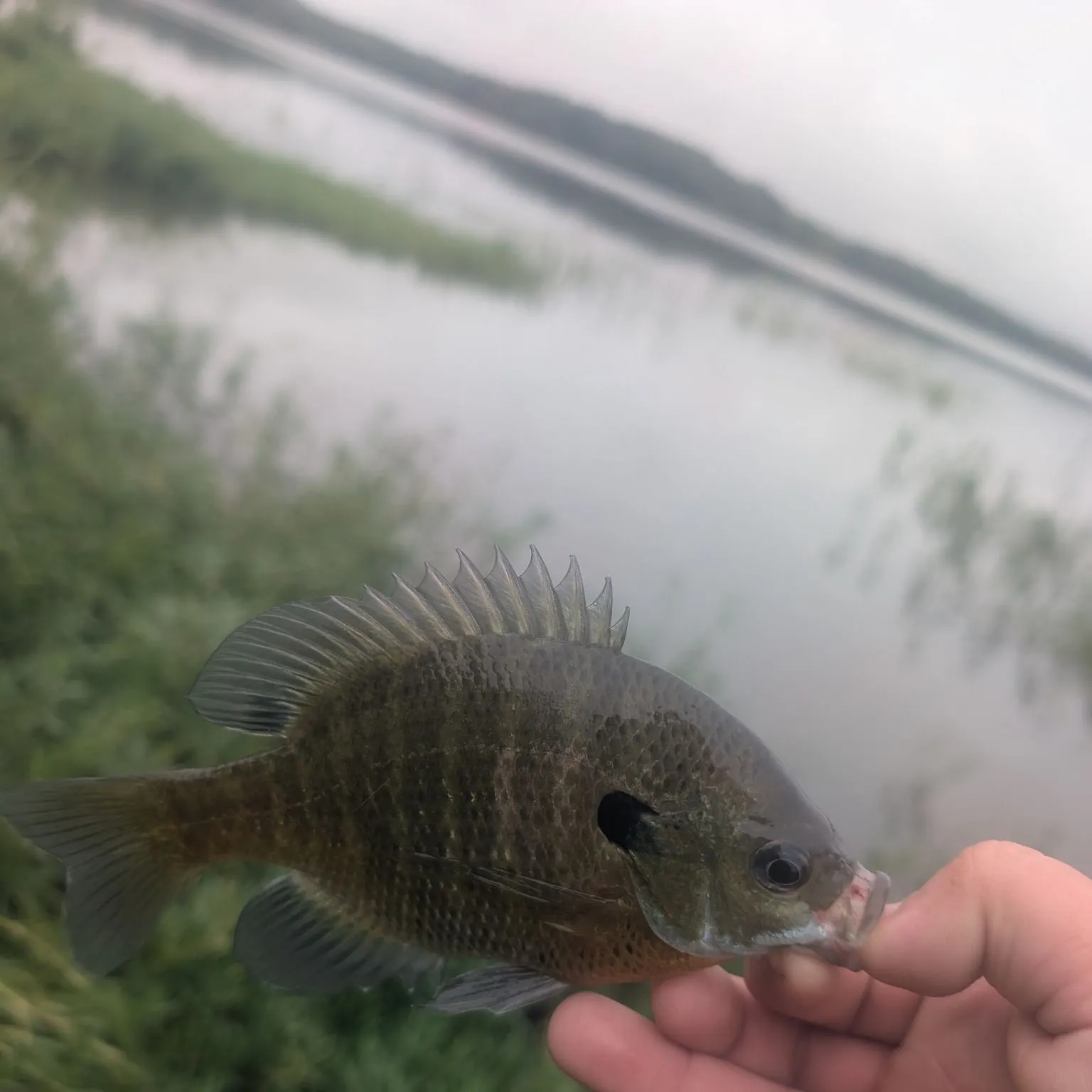 Bluegill caught on Fishbrain